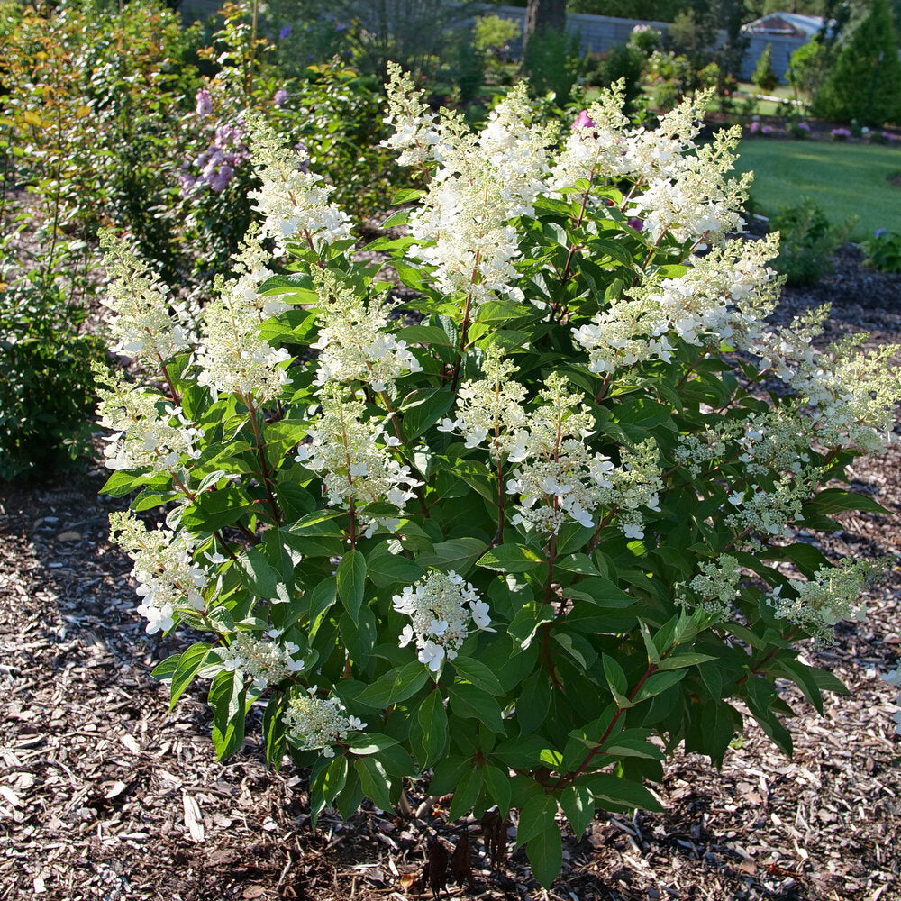 Pinky Winky Prime® Panicle Hydrangea – Creekside Nursery, Inc