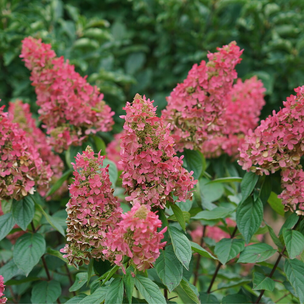 Pinky Winky Prime panicle hydrangea with pink and white blooms