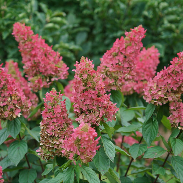 Pinky Winky Prime® Panicle Hydrangea – Creekside Nursery, Inc