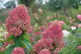 Quick Fire Fab hydrangea with white blooms in a pot