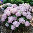 Wee Bit Innocent bigleaf hydrangea with white blooms in a pot