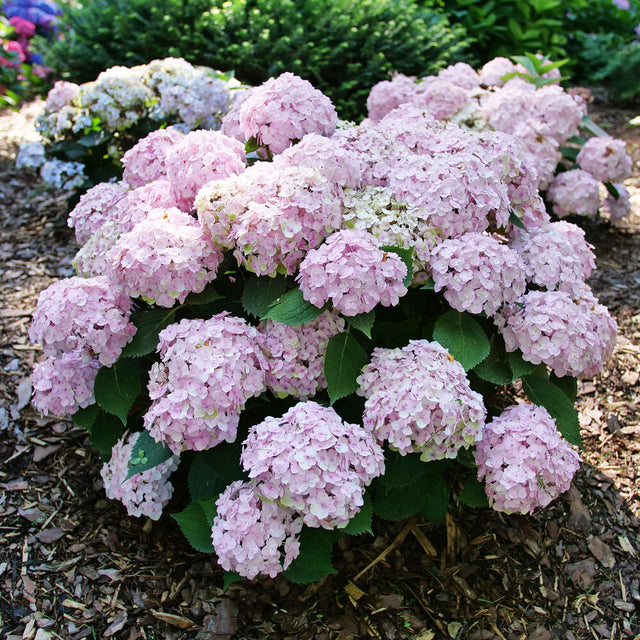 Wee Bit Innocent bigleaf hydrangea with white blooms in a pot
