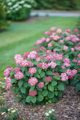 Invincibelle Ruby Smooth hydrangea with pink blooms in a pot