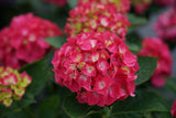 Wee Bit Giddy bigleaf hydrangea with blue blooms in pot