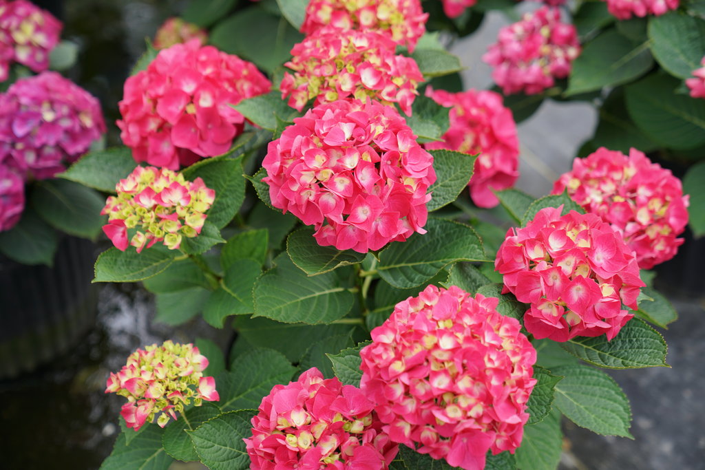 Wee Bit Giddy® Bigleaf Hydrangea – Creekside Nursery, Inc