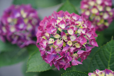 Wee Bit Giddy bigleaf hydrangea with blue blooms in a pot