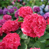 Wee Bit Giddy bigleaf hydrangea with blue blooms in a pot