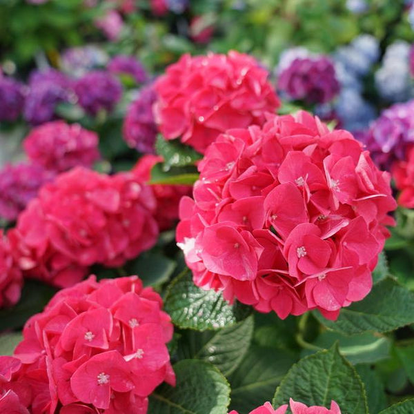 hydrangea_macrophylla_wee_bit_
