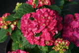 Wee Bit Grumpy bigleaf hydrangea with pink blooms in pot