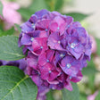 Wee Bit Grumpy bigleaf hydrangea with pink blooms in pot