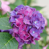 Wee Bit Grumpy bigleaf hydrangea with pink blooms in pot