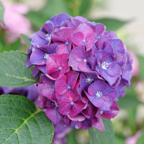 Wee Bit Grumpy bigleaf hydrangea with pink blooms in pot