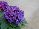 Wee Bit Grumpy bigleaf hydrangea with purple blooms in a pot