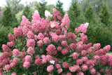 Fire Light panicle hydrangea in bloom with pink flowers