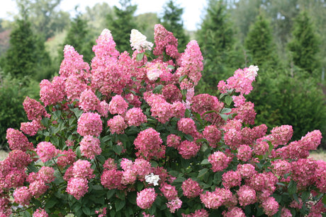Fire Light panicle hydrangea in bloom with pink flowers