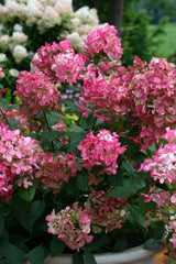 Fire Light panicle hydrangea with pink and white blooms