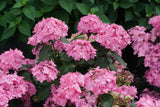 Let's Dance Can Do! reblooming hydrangea with blooms in a pot
