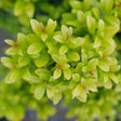 GLOW POP Japanese holly in a nursery pot