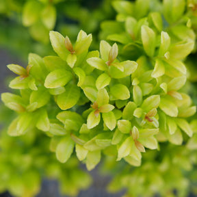 GLOW POP Japanese holly in a nursery pot