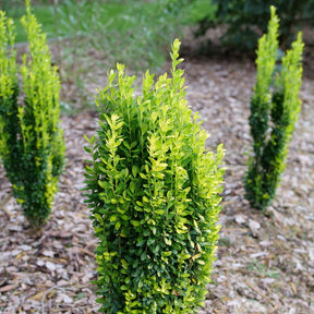 GLOW STICK Japanese holly in a pot with upright green foliage