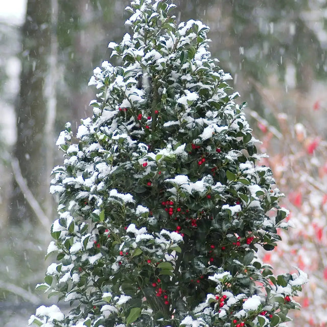 Castle Spire holly with blue foliage in a pot
