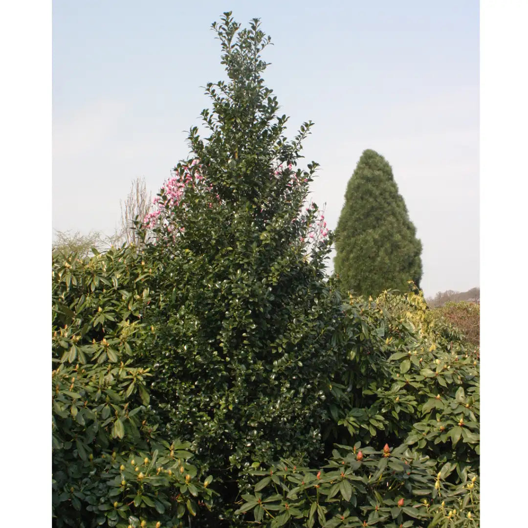 Castle Spire holly in a blue container or pot