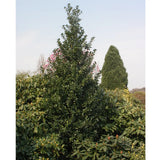 Castle Spire holly in a blue container or pot