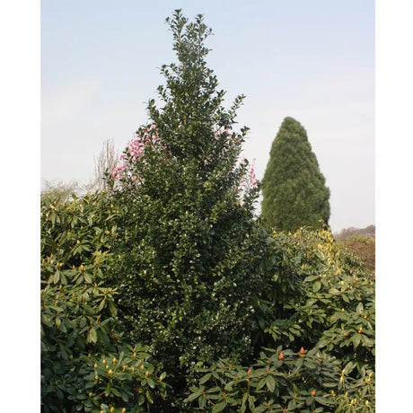 Castle Spire holly in a blue container or pot