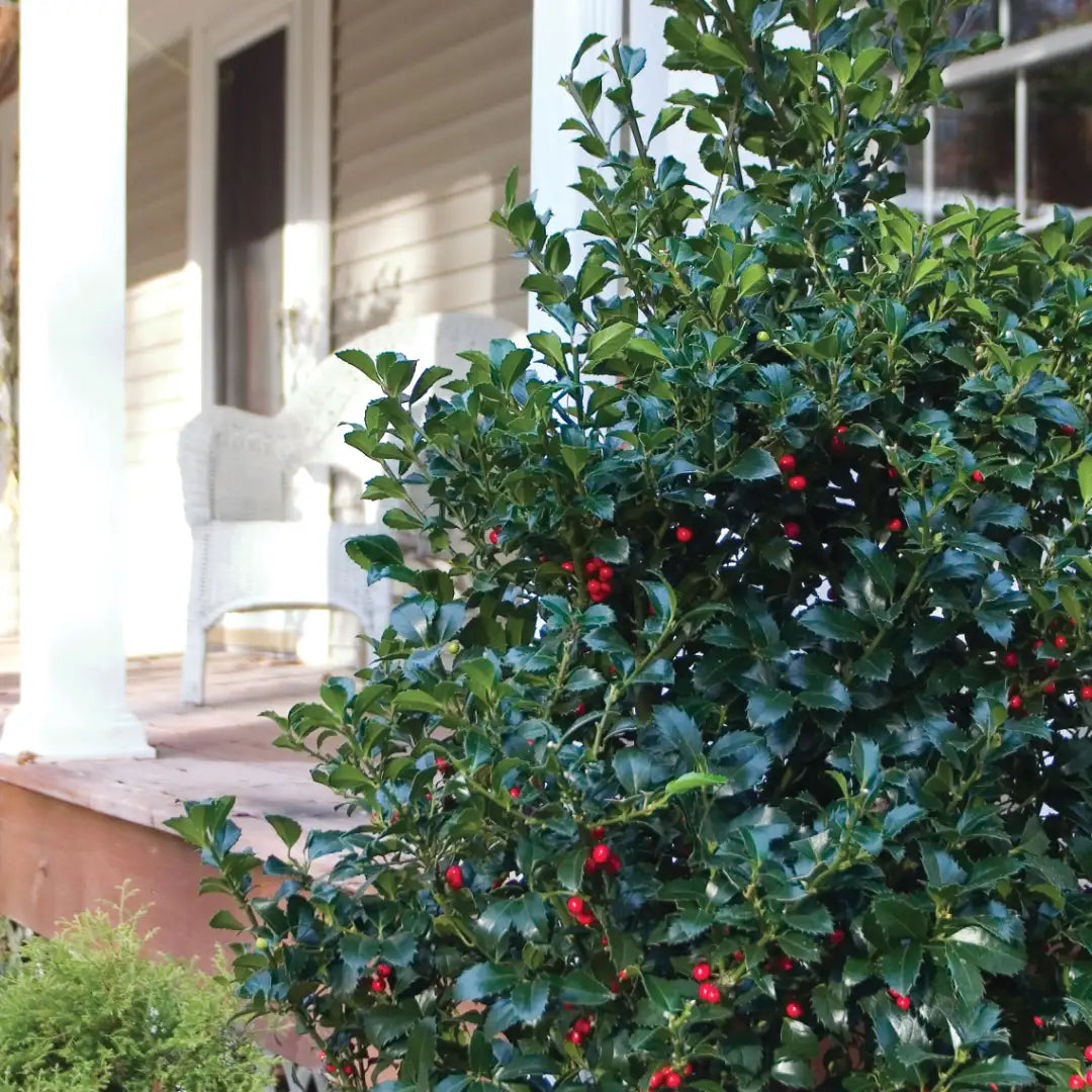 Castle Spire holly with blue-green foliage in a nursery pot