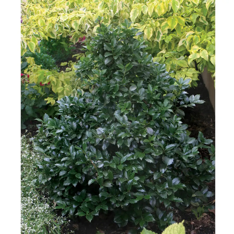 CASTLE SPIRE® Holly - Blue