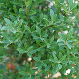 Inkberry holly in a squeeze box, planted in a nursery pot