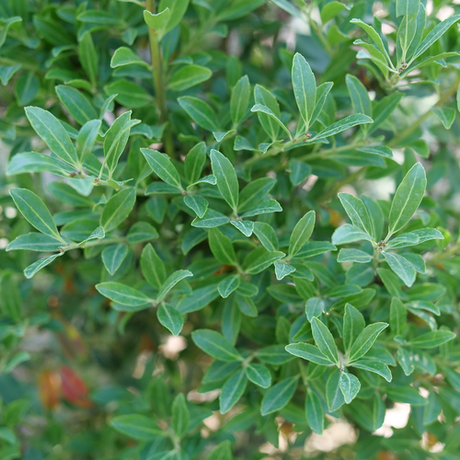 Inkberry holly in a squeeze box, planted in a nursery pot