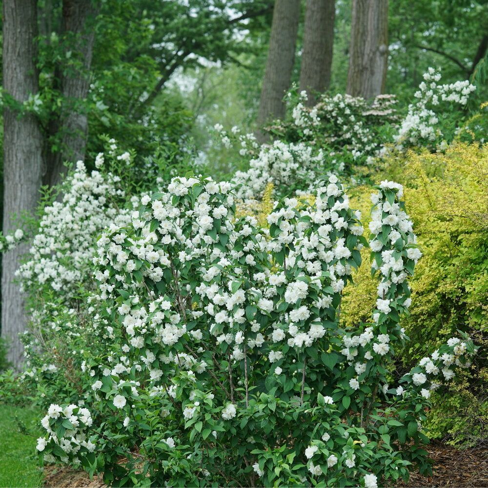 ILLUMINATI SPICE™ Mock Orange | Proven Winners® – Creekside