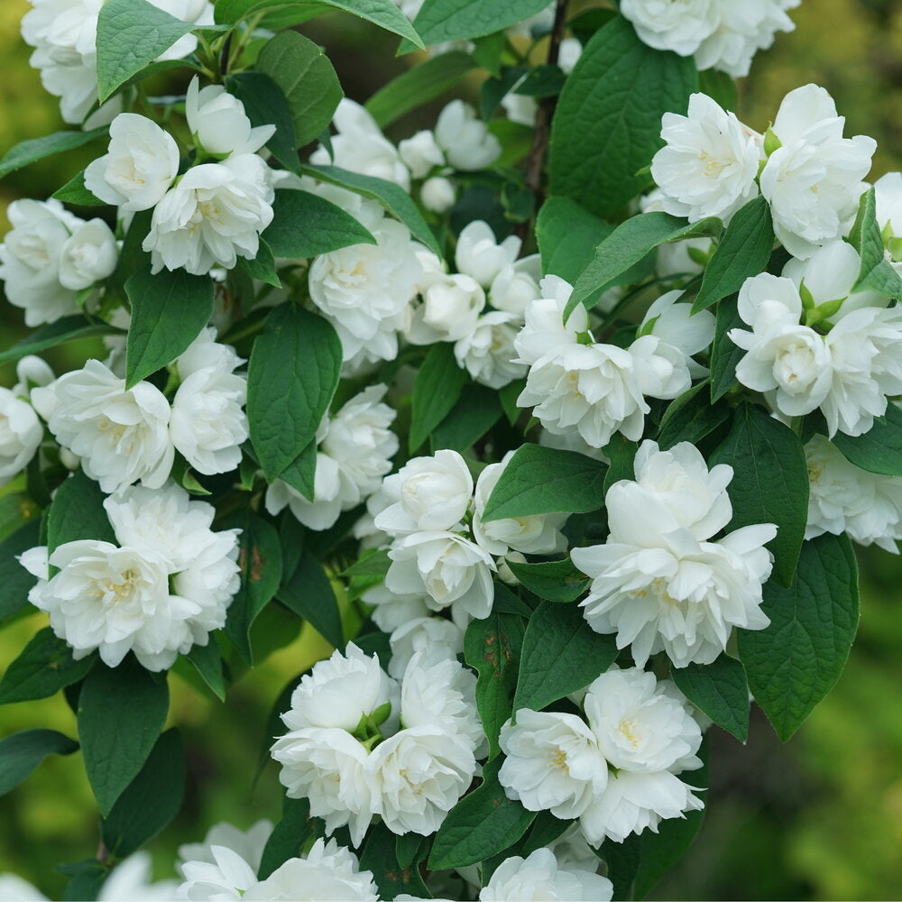 Mock orange with white blooms and green foliage in a pot