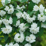 Mock orange with white blooms and green foliage in a pot