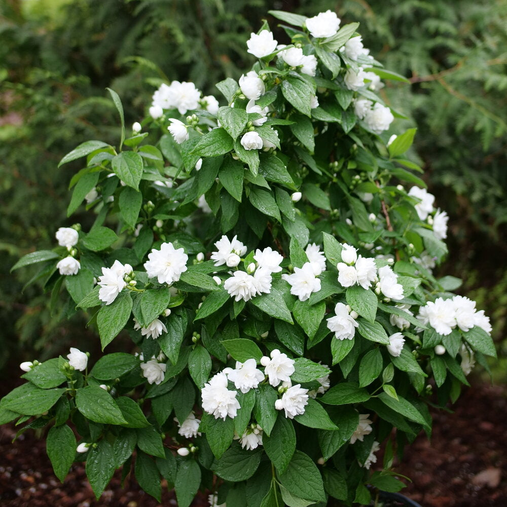 ILLUMINATI SPICE™ Mock Orange | Proven Winners® – Creekside