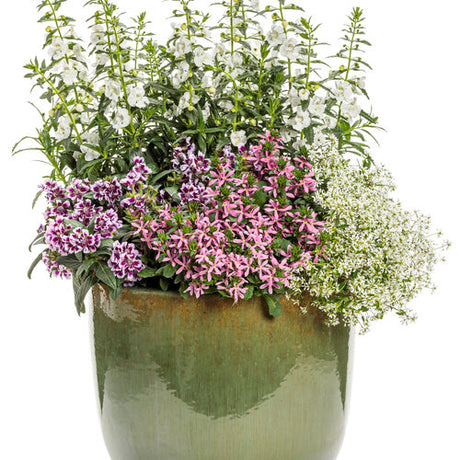 Totally Tempted Frosted Violets Cuphea in a pot