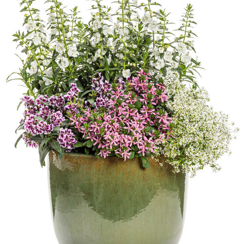 White Angelonia in a pot with upright white blooms