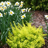 Sunjoy Citrus barberry in a container with yellow-green leaves