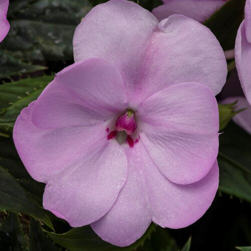SunPatiens Compact Orchid Blush Impatiens in bloom