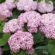 Incrediball Blush Smooth Hydrangea in a nursery pot