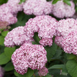 Incrediball Blush Smooth Hydrangea in a nursery pot