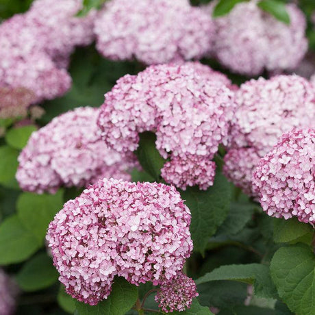 Incrediball Blush Smooth Hydrangea in a nursery pot
