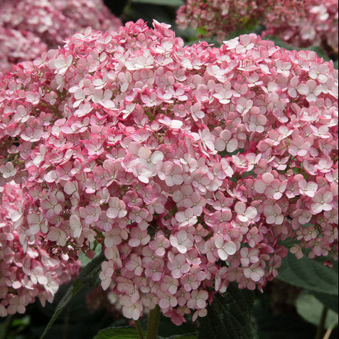 Incrediball Blush smooth hydrangea with pale pink blooms