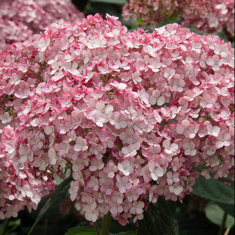 Incrediball Blush smooth hydrangea with pale pink blooms