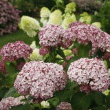 Incrediball Blush smooth hydrangea with pale pink blooms in pot