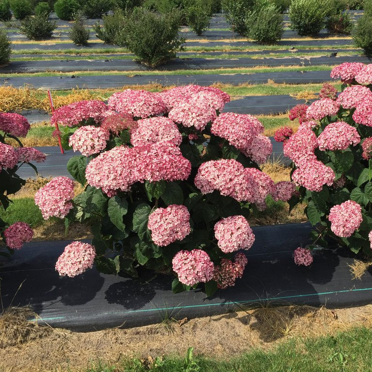 Blush hydrangea in bloom in a nursery pot