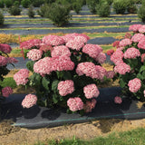 Blush hydrangea in bloom in a nursery pot