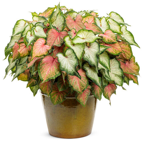 White Wonder caladium with white and green leaves in a pot
