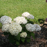 invincibelle wee white hydrangea in a nursery pot